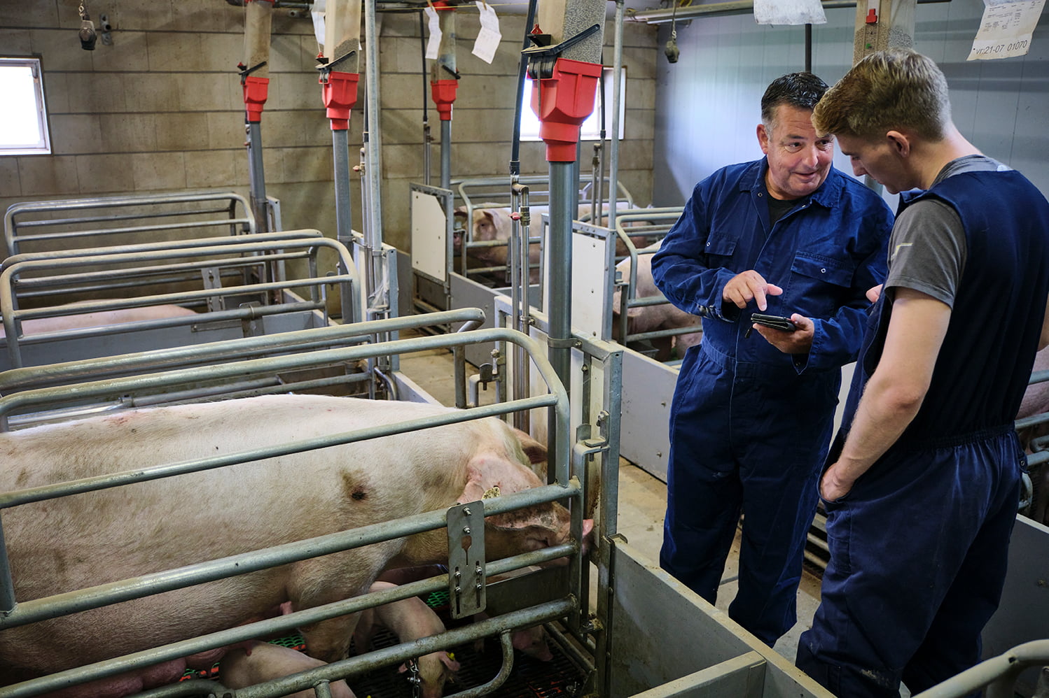 Agrariër legt iets uit aan medewerker door iets te tonen op zijn smartphone. Beide personen staan in een varkensstal.