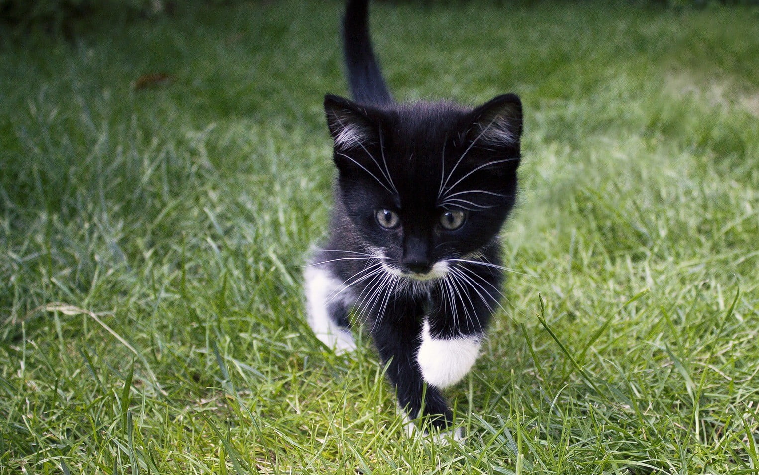 Zwart-witte kitten in grasveld