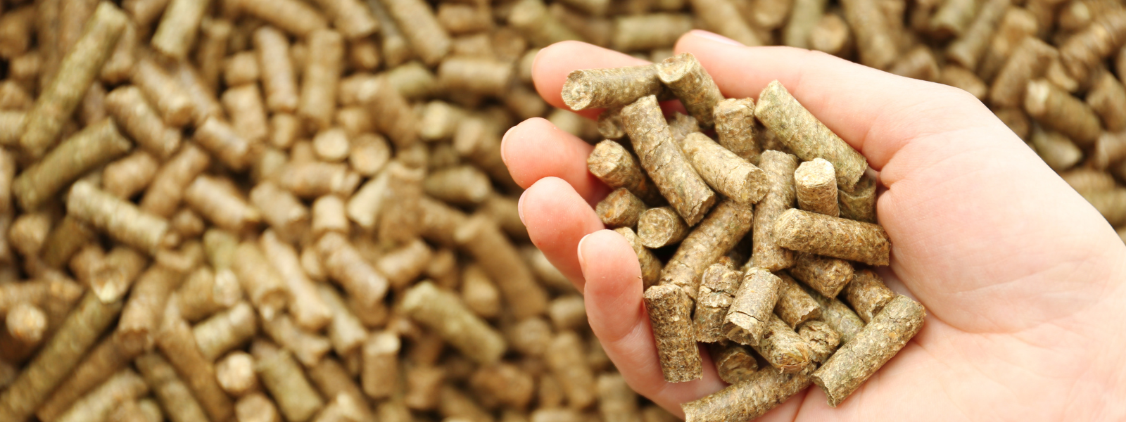 Hand met houten biomassa pellets