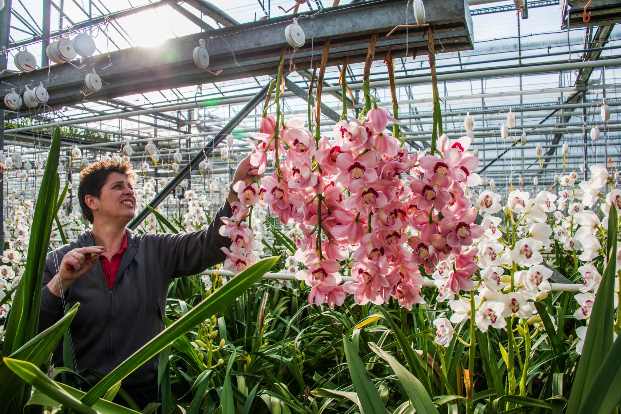 Vrouw plukt orchideeën in kas. 