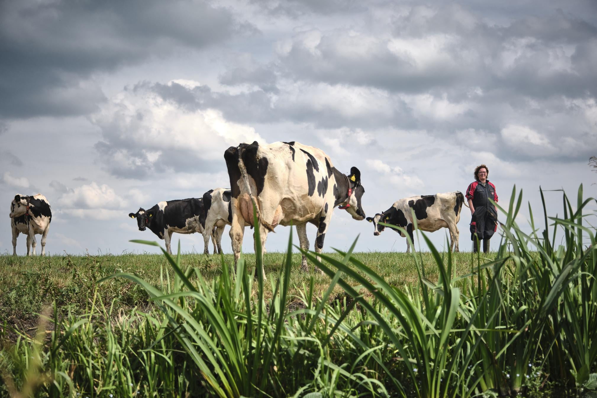 Koeien en boerin in de wei, riet op de voorgrond