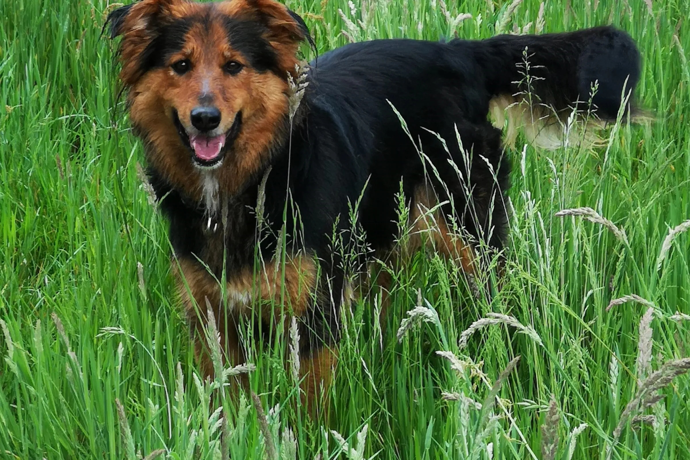 Hond in gras