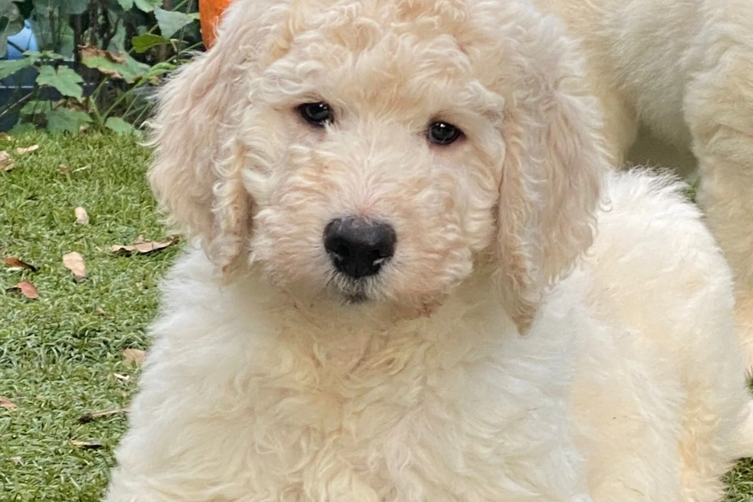 Witte hond